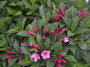 Weigela Picobella Rosa 25-30 cm cont. 3,0L - afbeelding 1