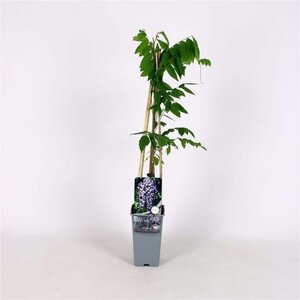 Wisteria flor. 'Domino' 150-175 cm cont. 5,0L