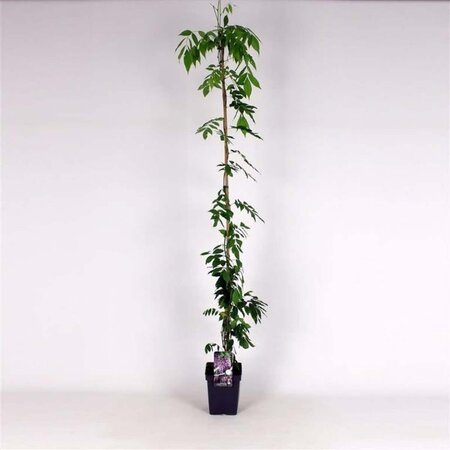 Wisteria flor. 'Honbeni' (roze) 150-175 cm cont. 5,0L