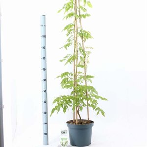 Wisteria sinensis 'Alba' 120-130 cm cont. 7,5L piramide