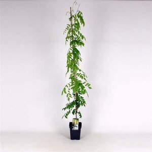 Wisteria sinensis 'Alba' 150-175 cm cont. 5,0L