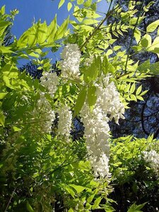 Wisteria sinensis 'Alba' 80-100 cm cont. 2,0L met stok - afbeelding 1