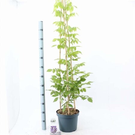 Wisteria sinensis 'Prolific' 120-130 cm cont. 7,5L piramide