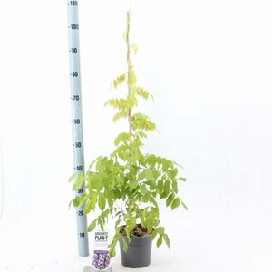 Wisteria sinensis 'Prolific' 80-100 cm cont. 2,0L met stok