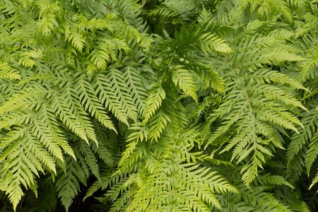 Woodwardia fimbriata geen maat specificatie 0,55L/P9cm - afbeelding 2