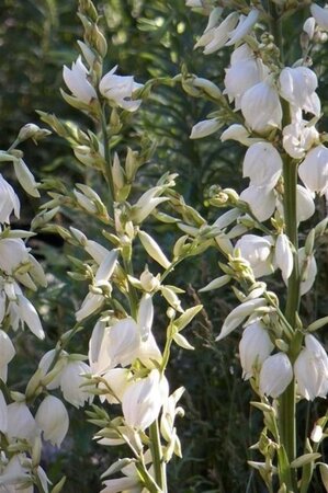 Yucca filamentosa geen maat specificatie 0,55L/P9cm - afbeelding 1