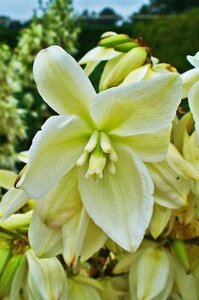 Yucca filamentosa geen maat specificatie 0,55L/P9cm - afbeelding 2