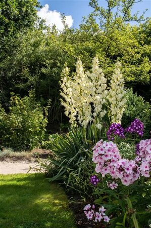 Yucca filamentosa geen maat specificatie 0,55L/P9cm - afbeelding 3