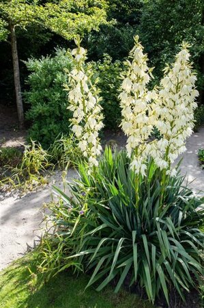 Yucca filamentosa geen maat specificatie 0,55L/P9cm - afbeelding 4