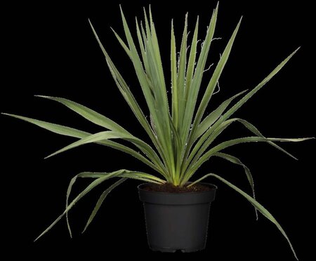 Yucca filamentosa geen maat specificatie 0,55L/P9cm - afbeelding 5