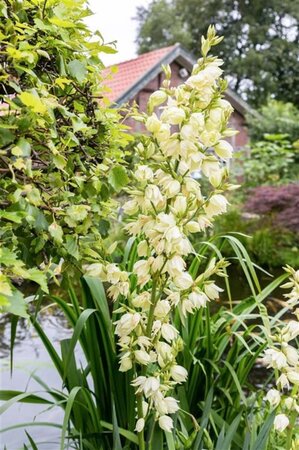 Yucca filamentosa geen maat specificatie 0,55L/P9cm - afbeelding 6