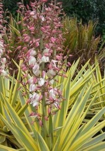 Yucca gloriosa 'Citrus Twist' 30-40 cm cont. 5,0L