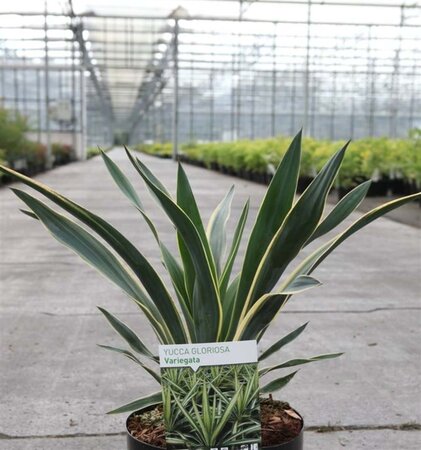 Yucca gloriosa 'Variegata' geen maat specificatie cont. 3,5L