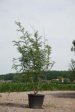 Zanthoxylum simulans ( Szechuanpeper) 250-300 cm cont. 130L meerstammig - afbeelding 2