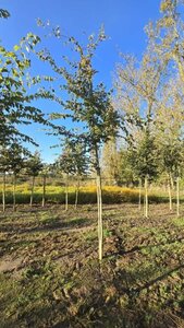 Zelkova serrata 16-18 STA WRB 3 X V