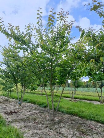 Zelkova serrata 175-200 cm WRB multi-stem - image 2