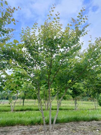 Zelkova serrata 175-200 cm WRB multi-stem - image 3