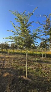 Zelkova serrata 18-20 STA WRB 3 X V