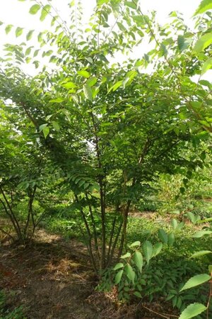 Zelkova serrata 200-250 cm WRB multi-stem - image 4