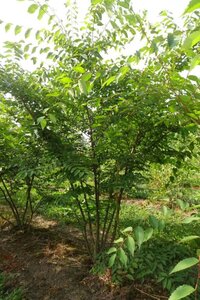 Zelkova serrata 200-250 cm WRB multi-stem - image 4