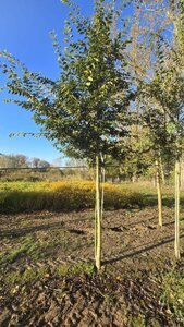 Zelkova serrata 20-25 STA WRB 3 X V