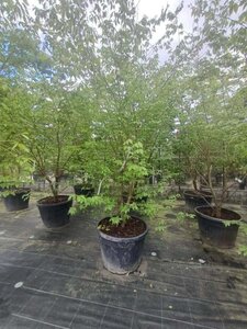 Zelkova serrata 250-300 cm container multi-stem