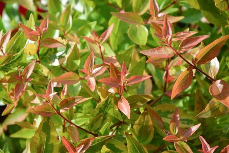 Abelia grandiflora 50-60 cm cont. 3,0L - image 1