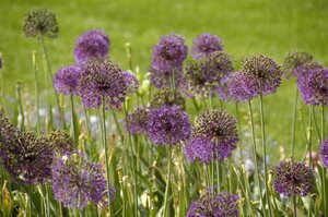 Allium giganteum geen maat specificatie cont. 1,5L