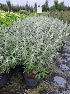 Buddleja Silver Anniversary 30-40 cm cont. 7,5L - image 1