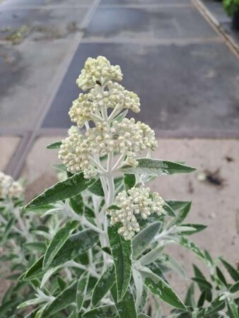 Buddleja Silver Anniversary 30-40 cm cont. 7,5L - image 4