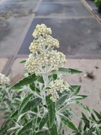 Buddleja Silver Anniversary 30-40 cm cont. 7,5L - image 2