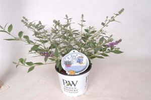 Buddleja 'Blue Chip' geen maat specificatie cont. 3,0L - afbeelding 5