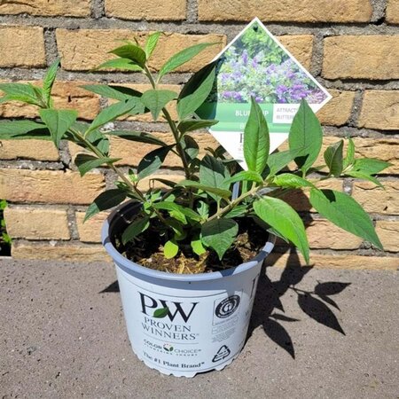 Buddleja 'Blue Chip' geen maat specificatie cont. 3,0L - afbeelding 4