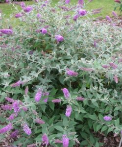 Buddleja 'Blue Chip' geen maat specificatie cont. 3,0L - afbeelding 3