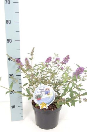 Buddleja 'Blue Chip' geen maat specificatie cont. 3,0L - afbeelding 7