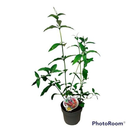 Buddleja weyer. 'Flower Power' geen maat specificatie cont. 3,0L leverbaar - afbeelding 1