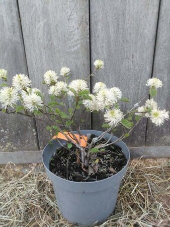 Fothergilla major 30-40 cm cont. 5,0L - afbeelding 3