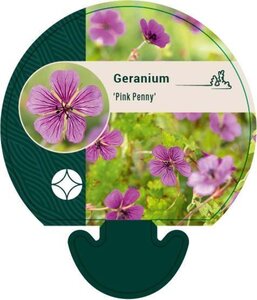 Geranium 'Pink Penny' geen maat specificatie 0,55L/P9cm - afbeelding 1