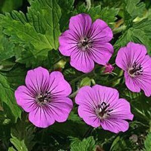 Geranium 'Pink Penny' geen maat specificatie 0,55L/P9cm - afbeelding 2