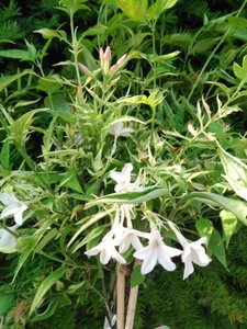 Jasminum stephanense 70 cm vierkant 2L - afbeelding 2