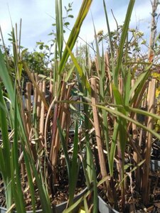 Miscanthus sin. 'Malepartus' geen maat specificatie cont. 3,0L - afbeelding 3