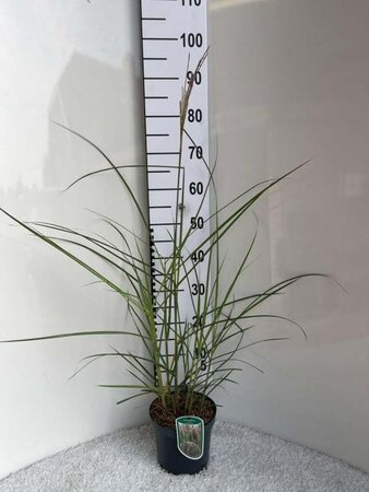 Miscanthus sin. 'Malepartus' geen maat specificatie cont. 3,0L - image 6