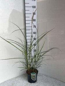 Miscanthus sin. 'Malepartus' geen maat specificatie cont. 3,0L - image 6