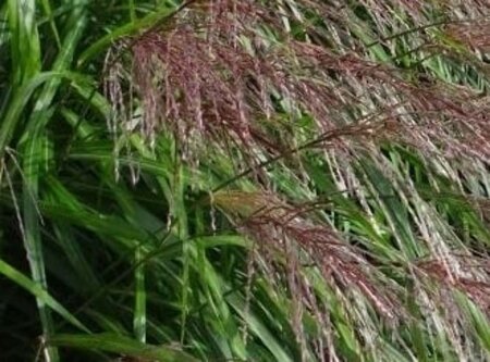 Miscanthus sin. 'Silberfeder' geen maat specificatie cont. 3,0L - afbeelding 1