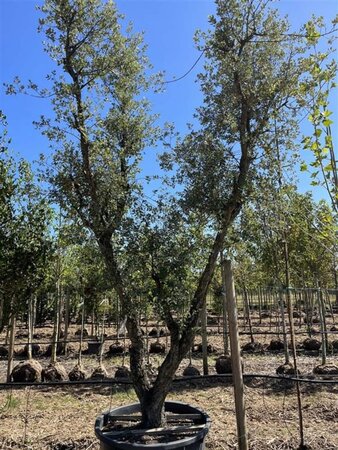 Quercus suber 350-400 cm cont. 500L solitair