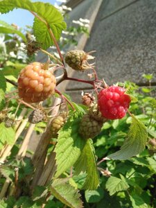 Rubus log. Loganberry (thornless) 70 cm vierkant 2L - afbeelding 1