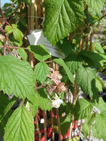 Rubus log. Loganberry (thornless) 70 cm vierkant 2L - afbeelding 3