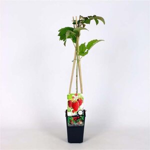 Rubus idaeus 'Tulameen' rood ZOMER 70 cm vierkant 2L - afbeelding 2