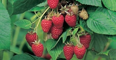 Rubus idaeus 'Tulameen' rood ZOMER 70 cm vierkant 2L - afbeelding 1