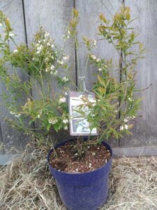 Vaccinium c. 'Hortblue Petite' 40-50 cm cont. 5,0L - image 1